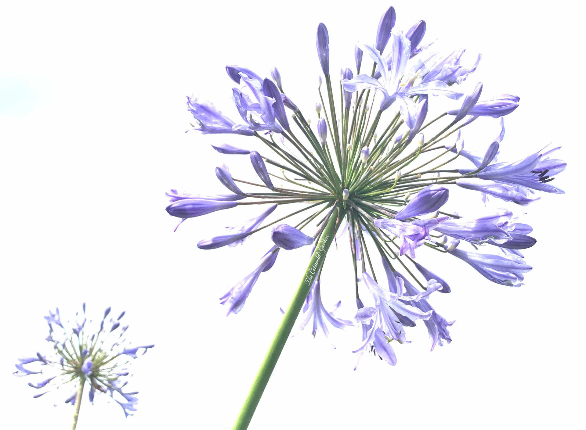 Agapanthus
