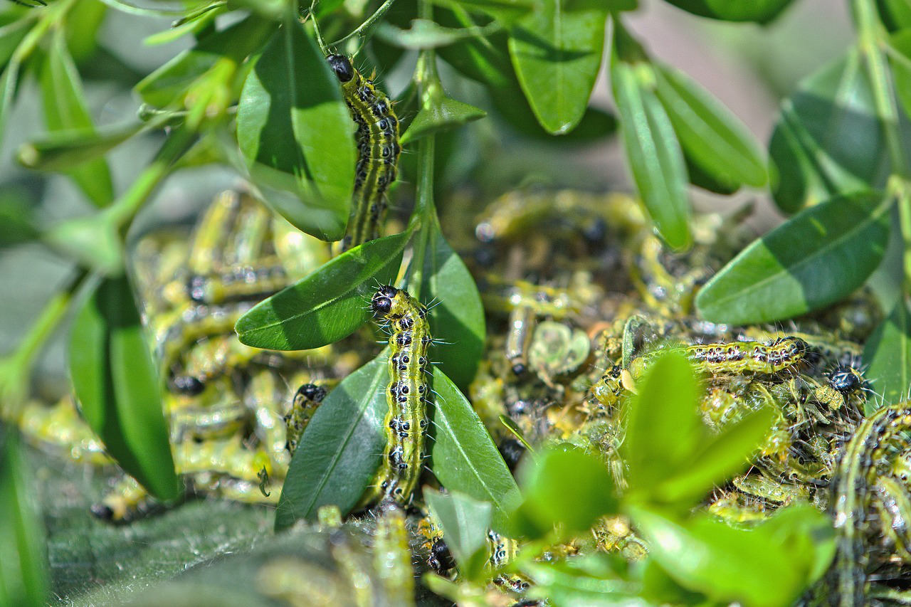 Box caterpillar