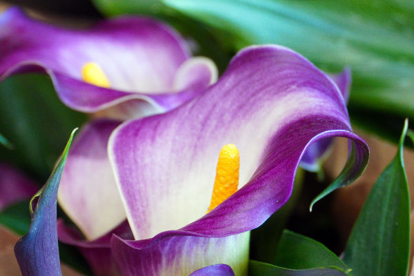 Growing Calla Lilies in pots indoors in the UK