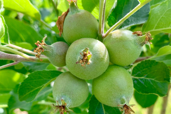 How and why to thin apples: A simple guide for better harvests