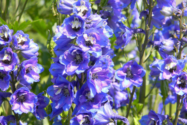 Delphinium