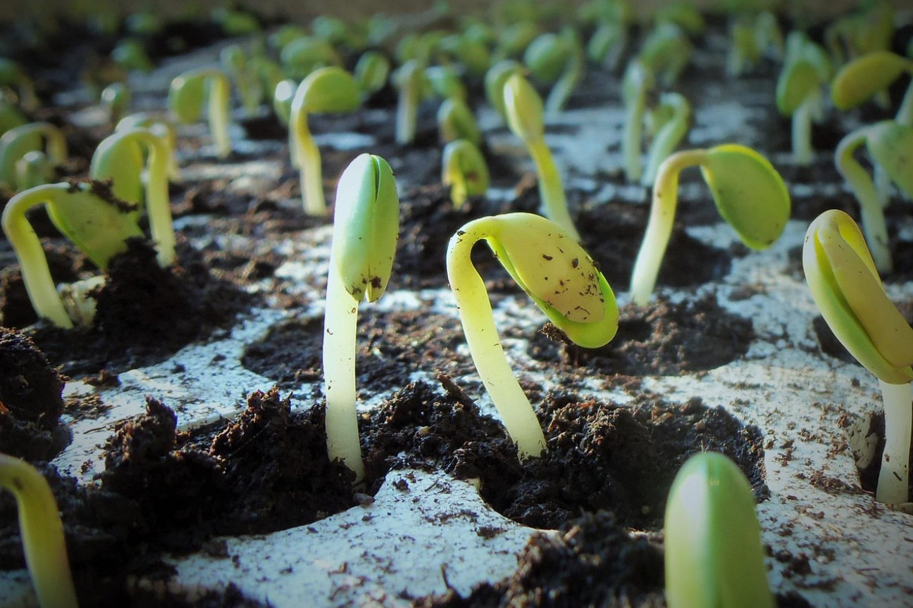 Emerging seedlings