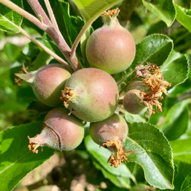 Apple cluster