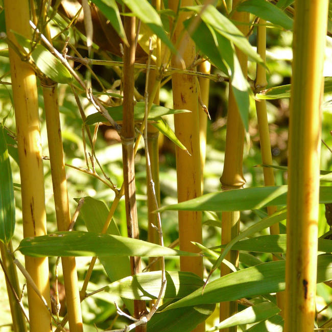 Bamboo