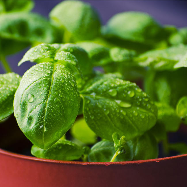 Basil growing in pot