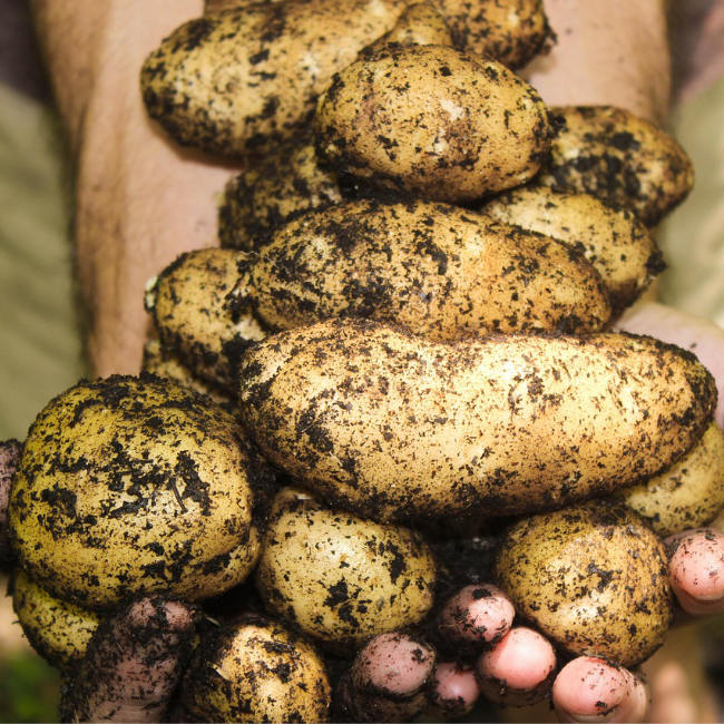 Potatoes