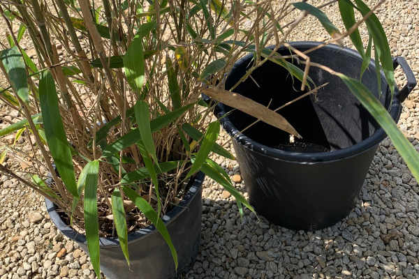 Dividing Bamboo - How to get free bamboo plants