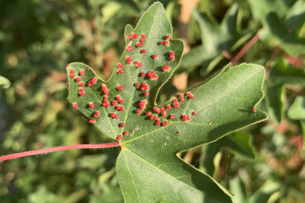 Red spots on a Field Maple leaf