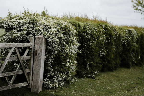 Creating a Native Hedge: How to Plant and Grow a Wildlife-Friendly Hedge