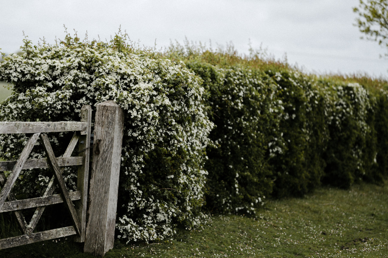 Planting a native hedge