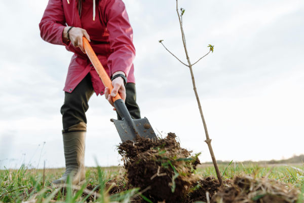 Planting Trees: A comprehensive guide to selecting trees, planting them, and ongoing maintenance
