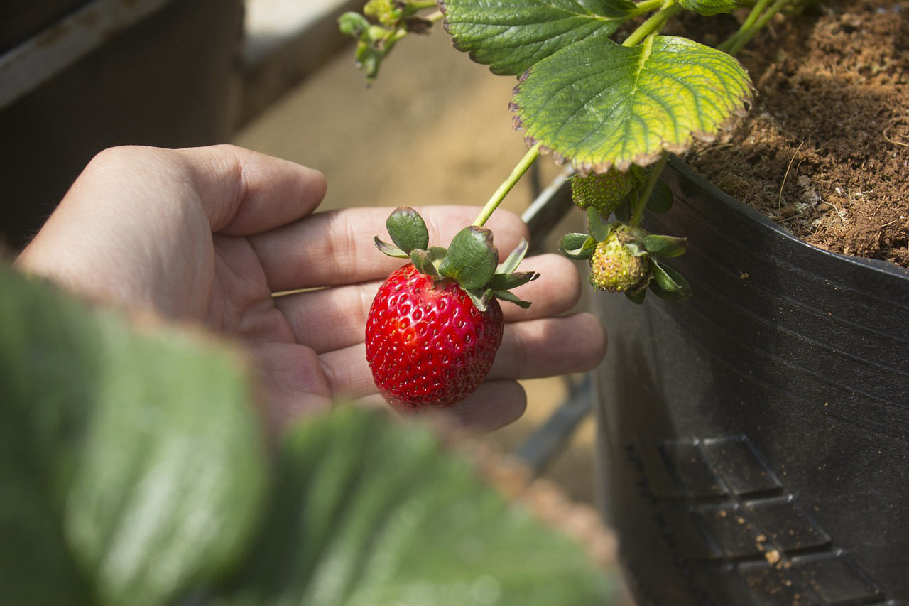Strawberry plant