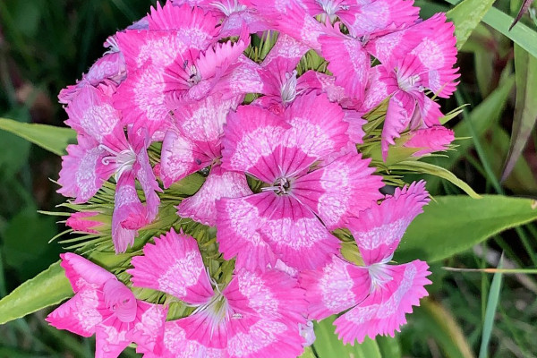 A splash of colour