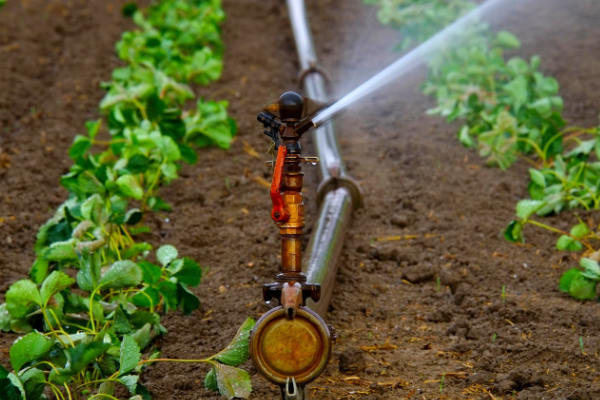 How to holiday-proof your garden: A complete guide to stress-free time away