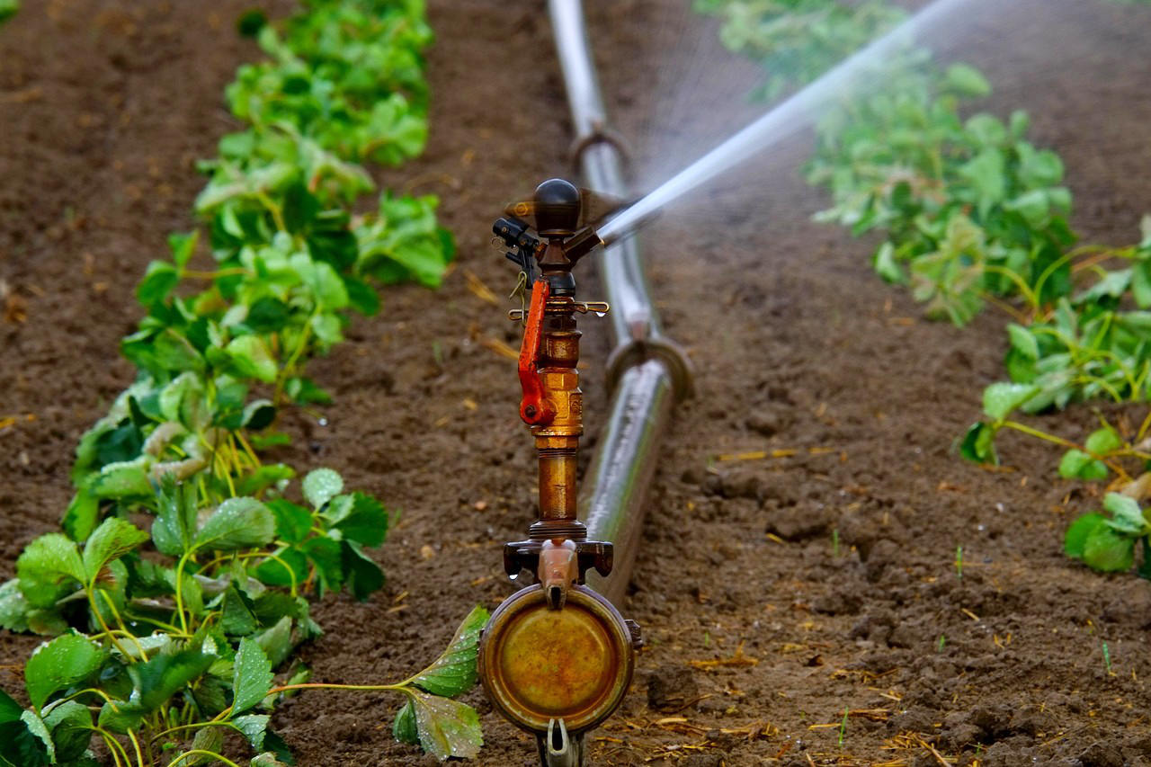 Water sprinkler